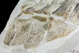 Giant, Fossil Plesiosaur Paddle - Goulmima, Morocco #107318-8